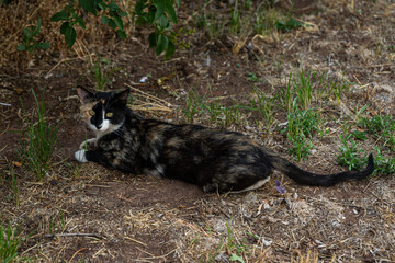 Brown Black Cat Laying on Lawn in Dirt