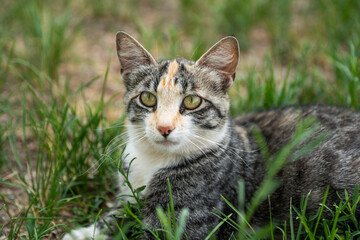 Cat Feline Stripped Tabby Calico Outside Lawn Grass Close Up Portrait - Powered by Adobe