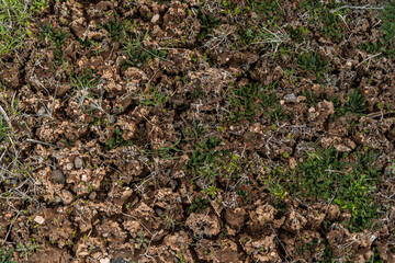 Dirt Path Ground Desert Outdoors Grass Spring Growing