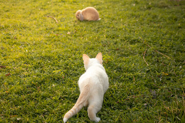 House Cat Kitten Stalking Hunting Prey Rabbit Baby Bunny