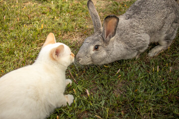 Cat Kitten Nose Touch Rabbit Bunny Together Pets Kiss Friends