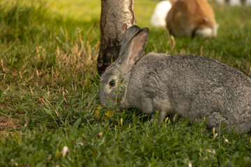 Fototapeta premium Bunny Rabbit Sniffing Grass in Garden