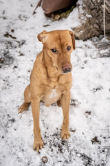 A Shy Mixed Breed Dog Embarrassed in Snow Outside