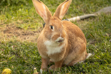 Golden Rabbit Large Outside Flemish Giant Brown White Licking Tongue Out Big Ears