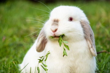 Big Smile on White Holland Lop Rabbit Bunny Pet Outside Eating Greens