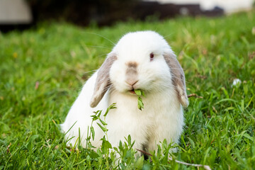 White Siamese Rabbit Eating Yard Greens