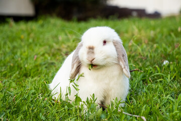 White Siamese Rabbit Eating Yard Greens