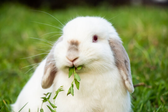 Silly Funny Face of Rabbit Eating Greens Smiling