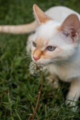 Pretty Kitty and Dandelion