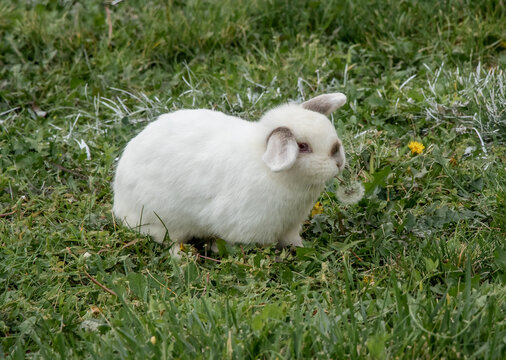 The Weirdest Sticking Out Airplane Ears on Odd Holland Lop Bunny Eating Dandelion Siamese White Rabbit