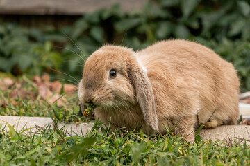 Brown Holland Lop Eating Dandelion