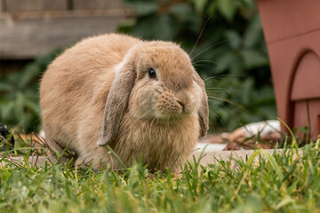 Brown Holland Lop Outside