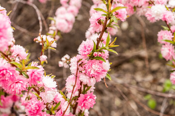 Fototapeta premium Pretty Pink Vibrant Flowers Close Up to Use for Wallpaper Backgrounds Advertisements 