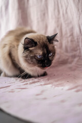 Fluffy Siamese Ragdoll With Little Tongue Out