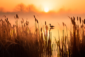 Ethereal sunrise at a foggy marshland, capturing silhouettes of reeds and waterfowl against the serene backdrop.  - obrazy, fototapety, plakaty