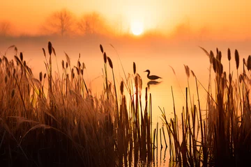Foto op Canvas Ethereal sunrise at a foggy marshland, capturing silhouettes of reeds and waterfowl against the serene backdrop.  © Uliana