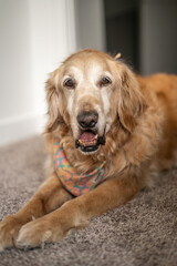 Dog with Underbite Fluffy Adorable Golden Retriever Smiling Squinting Smiling Portrait