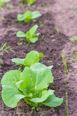 Rank of organic young cabbage in the black soil