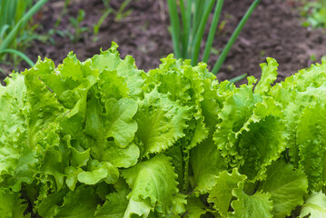 Close up for fresh organic green salad with waterdrops in the black soil