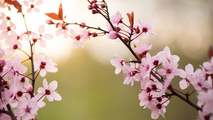 Beautiful pink flowers of bloom plum tree against evening sunset light and blurred bokeh. Spring seasonal floral background. Plum blossoming close up.