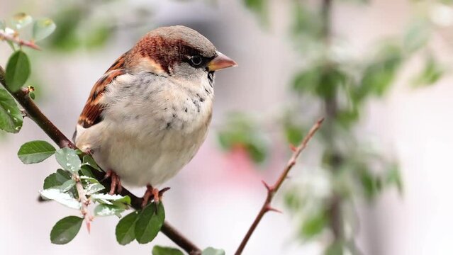 Very close up detail movie of a cute sparrow sitting on a branch and looking around, also looking at the camera.