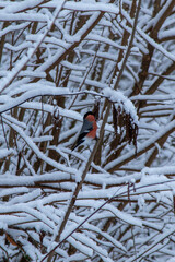 Vogel auf Nahrungssuche