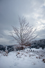 Baum mit schnee