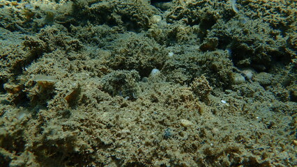 Common cuttlefish or European common cuttlefish (Sepia officinalis) undersea, Aegean Sea, Greece, Halkidiki