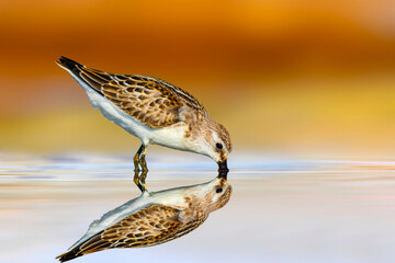 A cute sandpiper in nature. Little Stint. Calidris minuta. Colorful nature background. 