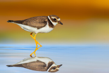 Cute little shorebird. Colorful nature background. Common Ringed Plover. Charadrius hiaticula.