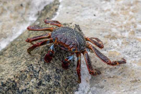 Red Sally Lightfoot Crab (Grapsus grapsus) on rock at the beach in Aruba. 
