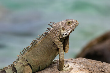 Closeup of Green Iguana (Iguana iguana) on the island of Aruba. Standing on a rock ledge, looking at the camera, ocean in background. 
