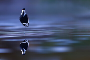 A lapwing with its reflection in the water. Spur winged Lapwing. Vanellus spinosus. Colorful nature...