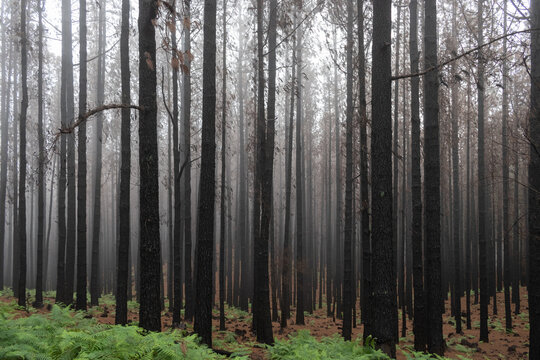 bosque, fuego, pinos, incendio, de cerca &aacute;rboles, lluvia, pinocha, Tenerife, neblina, niebla, troncos, ramas naturaleza, &aacute;rbol, oto&ntilde;al, paisaje, La Esperanza, invierno, estacionamiento, Espa&ntilde;a, Islas 