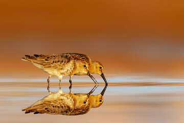 A sandpiper photographed in its habitat. Colorful nature background. Curlew Sandpiper. Calidris...