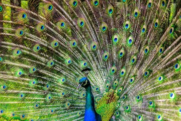 Naklejka premium peacock with feathers