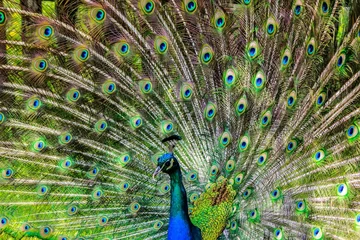 Keuken spatwand met foto peacock with feathers © Ashanpiyamantja