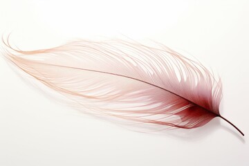 beautiful fragile little bird feathers isolated on white background
