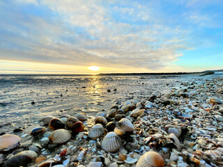 Fototapeta na wymiar Sea shells on sand. sea waves on the golden sand at beach. Sunset on tropical island, ocean beach.