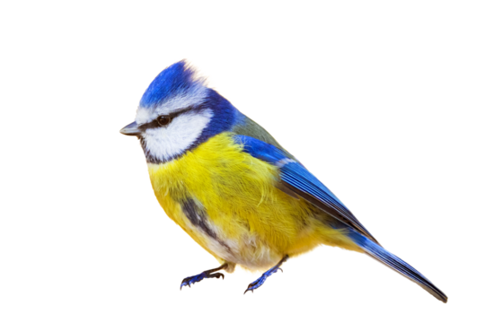 Isolated bird. White background. Birds: Eurasian Blue Tit. Cyanistes caeruleus.