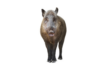 Isolated wild boar. White background.