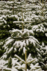 schneebedeckte Tannenb&auml;ume