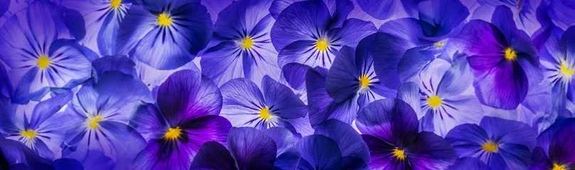  pansy flower close up - flower background © Vera Kuttelvaserova