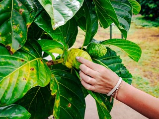 A woman's hand delicately caresses a ripe fruit on a vibrant hawaiian tree, connecting with the...