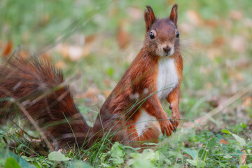 Eichhörnchen schaut neugierig auf der Wiese