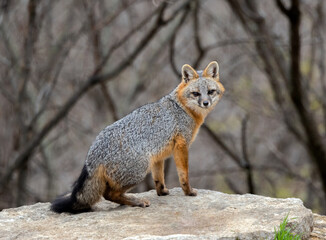 Naklejka na ściany i meble Gray Fox Male warily checking out the photographer.