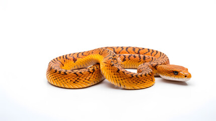 Fototapeta premium Corn Snake Isolated on White Background