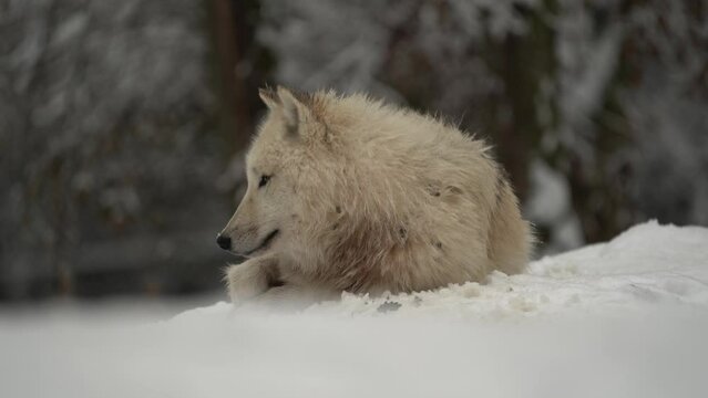 Arctic wolf in zoo