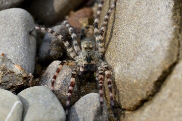 Wolf Spider lycosa hunting between stones near the river 
