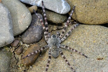 Wolf Spider lycosa hunting between stones near the river 